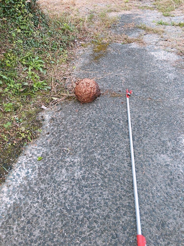 蜂の巣駆除・現場A－2